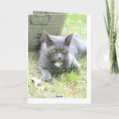 みすぼらしいシックなカード サンキューカード (裏面)