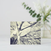 むき出しの白黒木 ポストカード (スタンド正面)