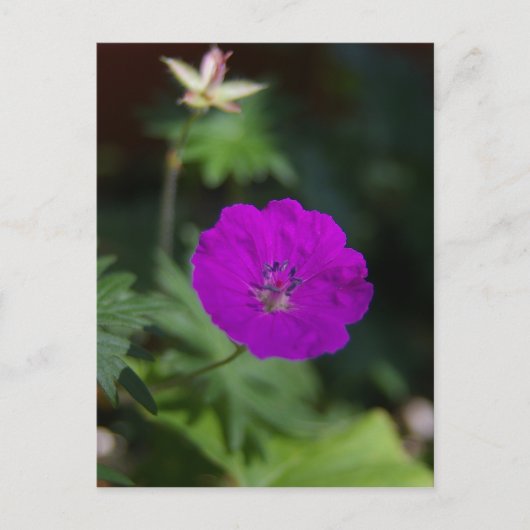 むらさきの花 ポストカード (正面)