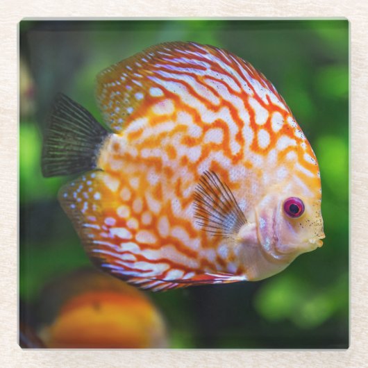 めちゃめちゃ魚の絶景 ガラスコースター (正面)