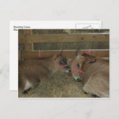 めまい牛 ポストカード (正面/裏面)