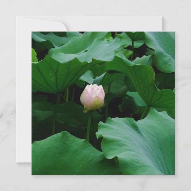 もうすぐ咲く (正面)