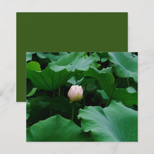 もうすぐ咲く (正面/裏面)