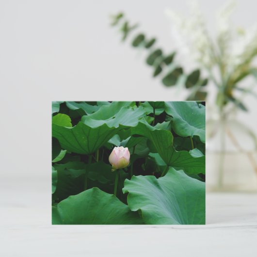 もうすぐ咲く (スタンド正面)