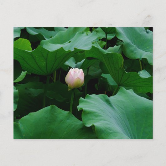 もうすぐ咲く (正面)