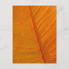 もくせい葉のポストカード ポストカード