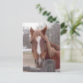 もちろん馬 ポストカード (スタンド正面)