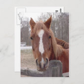 もちろん馬 ポストカード (正面/裏面)