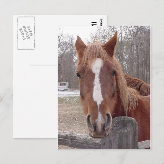 もちろん馬 ポストカード (正面/裏面)