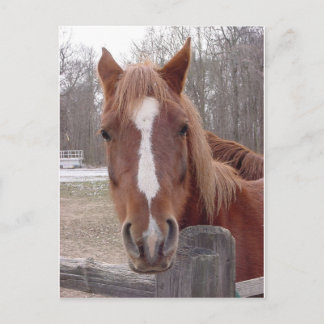 もちろん馬 ポストカード