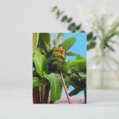 もっとバナナ ポストカード (スタンド正面)