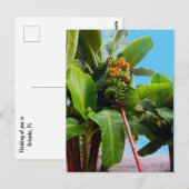 もっとバナナ ポストカード (正面/裏面)