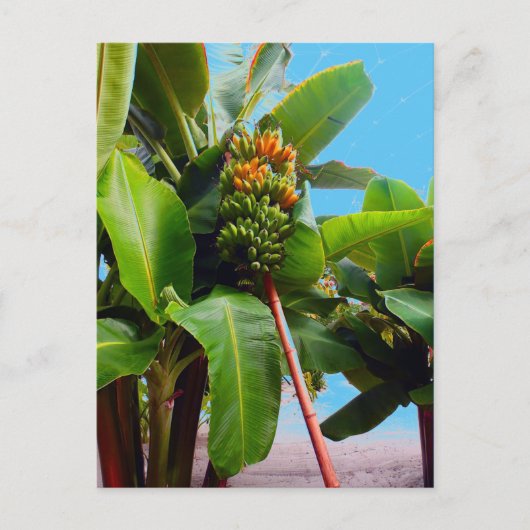もっとバナナ ポストカード (正面)