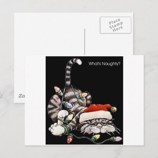 もつれた猫 ポストカード (正面/裏面)