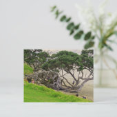 もつれの木 ポストカード (スタンド正面)