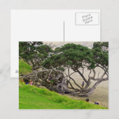 もつれの木 ポストカード (正面/裏面)