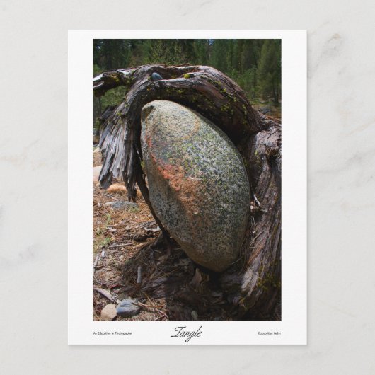 もつれプリント ポストカード (正面)