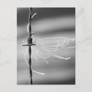 もつれ糸 – Barb Wire Still Life Photos ポストカード