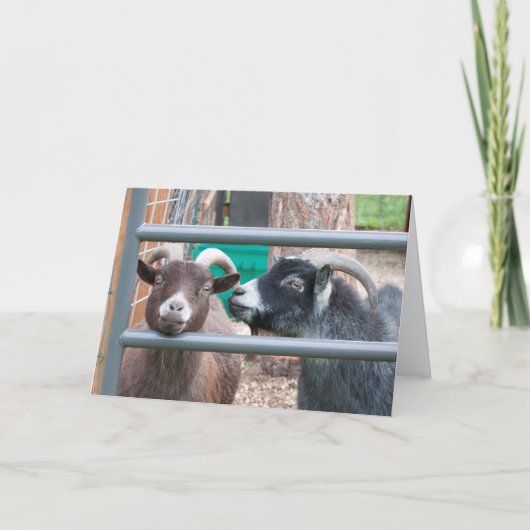 もふもふヤギ！ カード (正面)