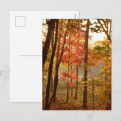 もみじの木 シーズンポストカード (正面/裏面)