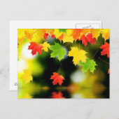 もみじの葉 ポストカード (正面/裏面)