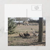 ももたろう（童話） ポストカード (正面/裏面)