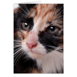 もらった子猫のキティブランケット　あらゆる場面で使える