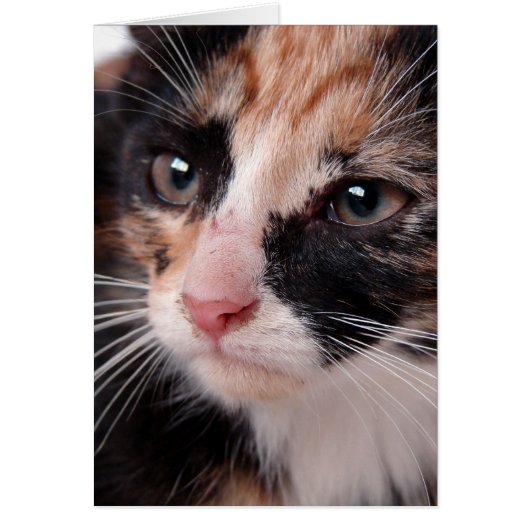 もらった子猫のキティブランケット あらゆる場面で使える (正面)