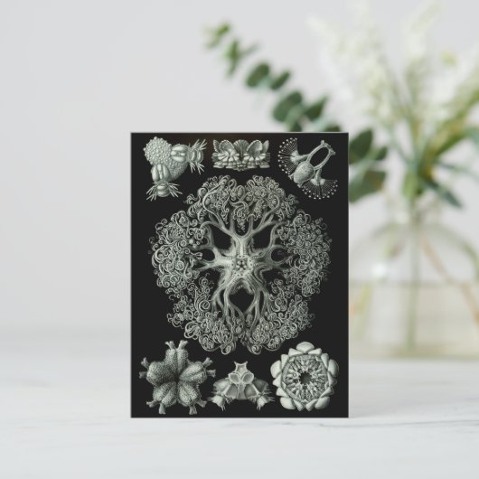 もろい星 ポストカード (スタンド正面)