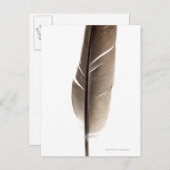 もろい白い羽毛 ポストカード (正面/裏面)