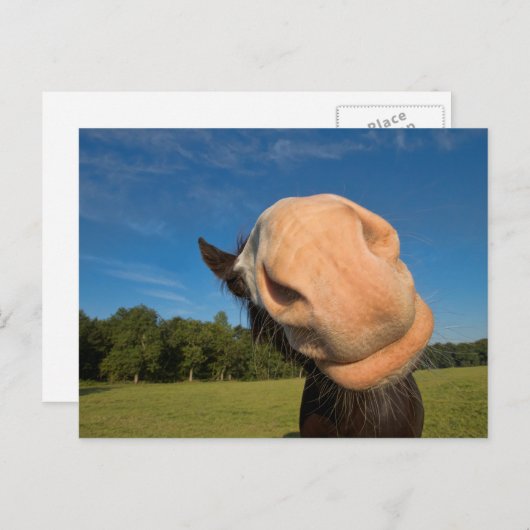 やあ！ ポストカード (正面/裏面)