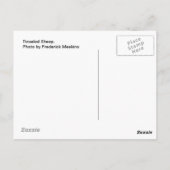 やかましい羊 ポストカード (裏面)