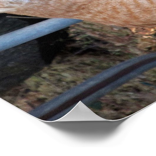 やさしさオレンジ色のタビー猫のポスター ポスター (角)