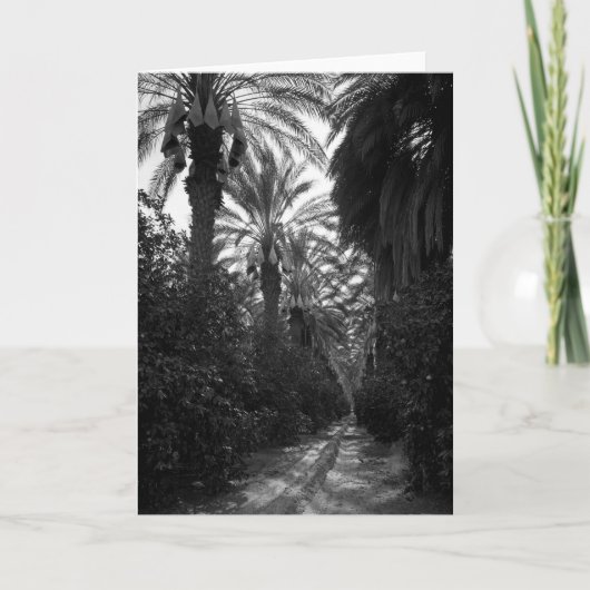 やしおよびオレンジ木はDesert 1966年に近づきます カード (正面)