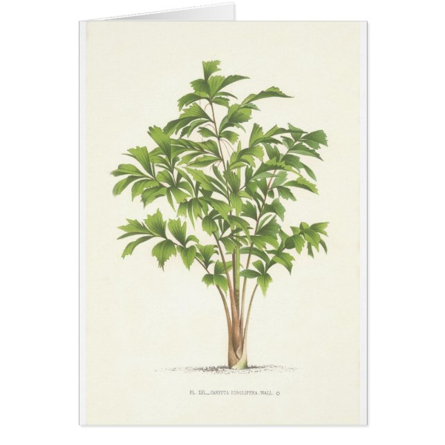 やしコレクション-スケッチI (正面)