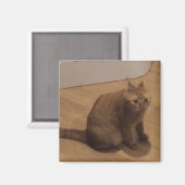 やばい猫のミーム マグネット (正面/裏面)