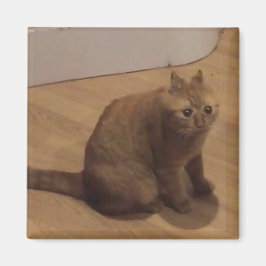 やばい猫のミーム マグネット