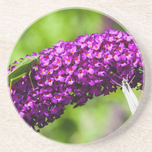 やみくもなエネルギー コースター (正面)