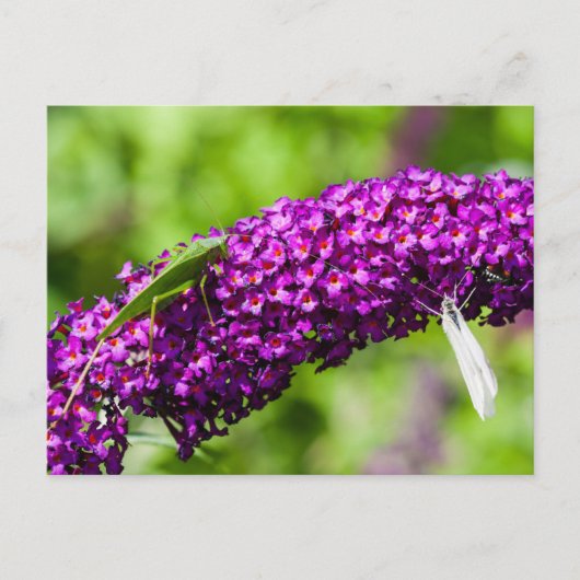 やみくもなエネルギー シーズンポストカード (正面)