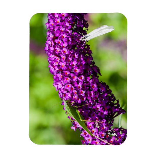 やみくもなエネルギー マグネット (縦)