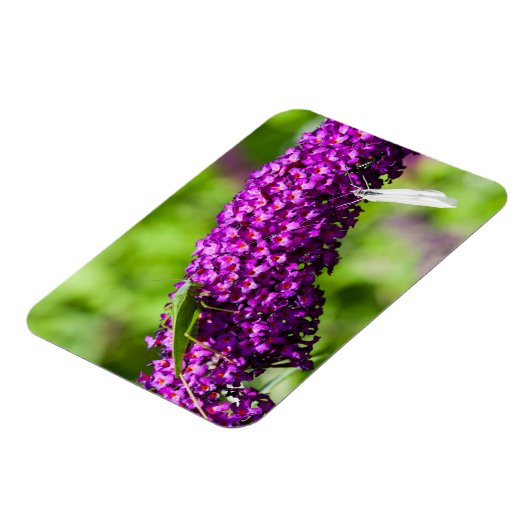 やみくもなエネルギー マグネット (左側)