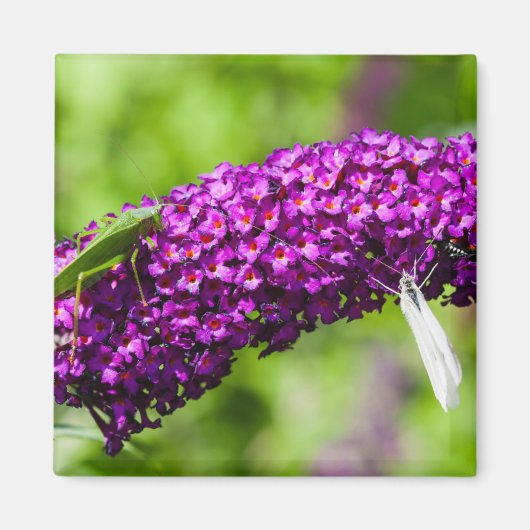 やみくもなエネルギー マグネット (正面)