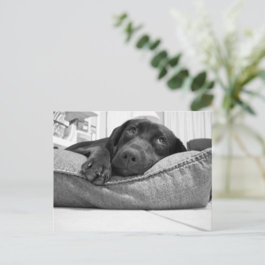 やら遊る? ポストカード (スタンド正面)