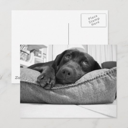 やら遊る? ポストカード (正面/裏面)