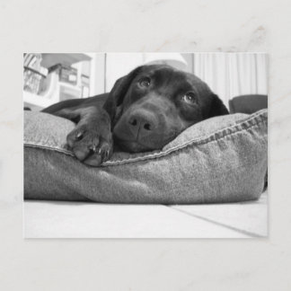 やら遊る? ポストカード