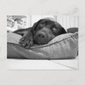 やら遊る? ポストカード (正面)