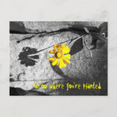 「やる気を起こさせるあなたは植えた場所で育てる」はがき ポストカード (正面)