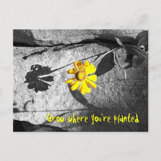 「やる気を起こさせるあなたは植えた場所で育てる」はがき ポストカード (正面)