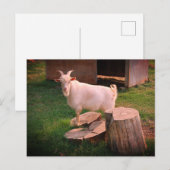 やれやれ ポストカード (正面/裏面)