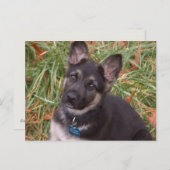 やろう遊!ドイツの羊飼い犬はがき ポストカード (正面/裏面)